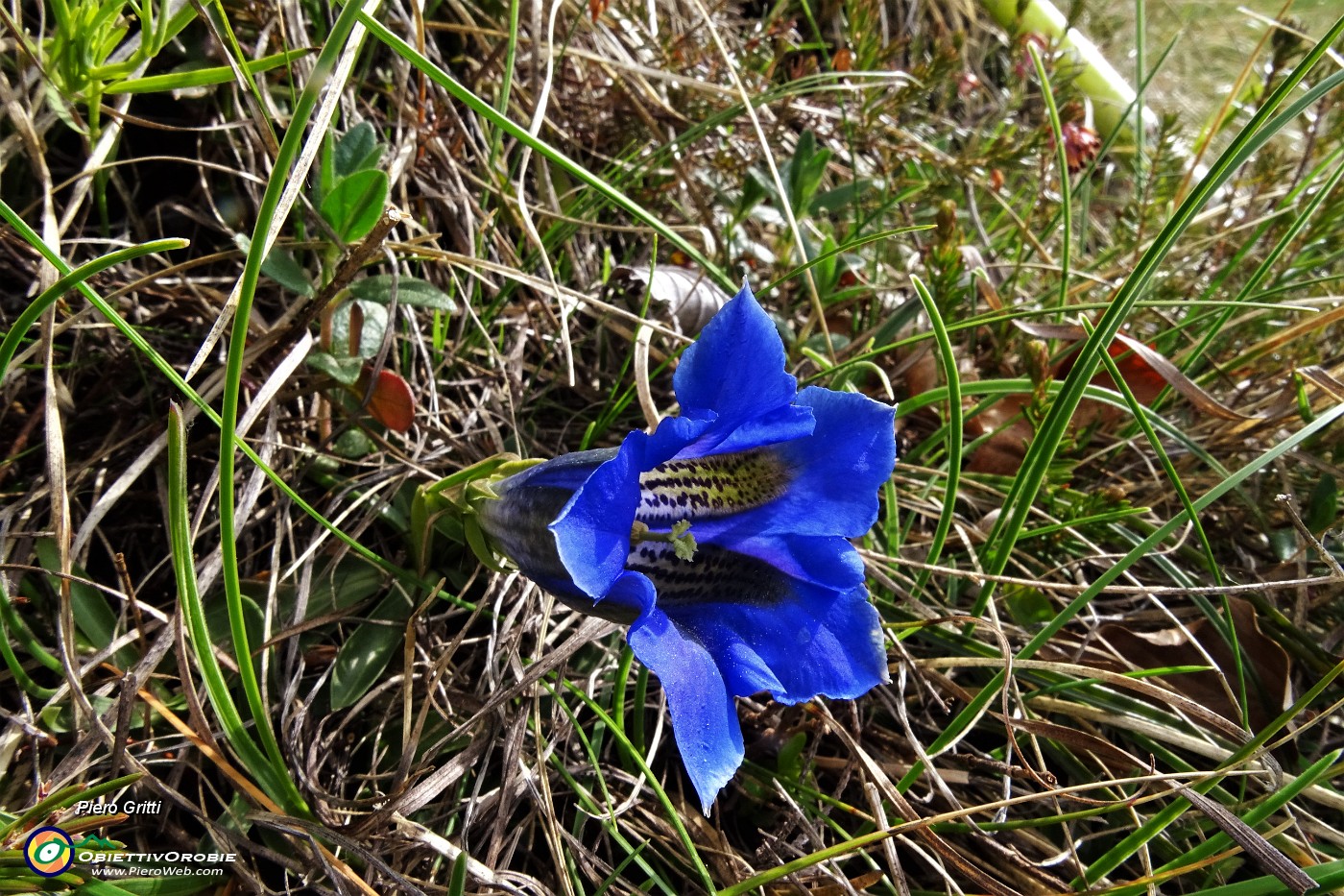 42 Genziana Clusius.JPG